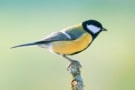 Parus major