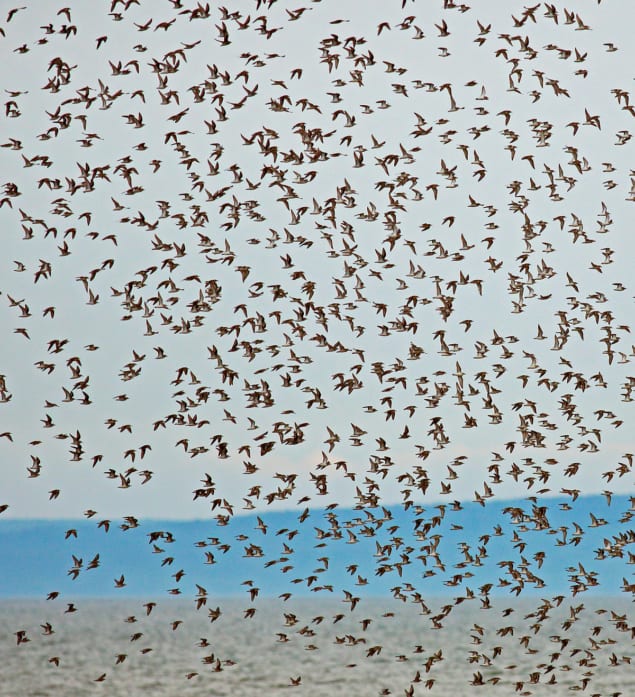 Flock of birds