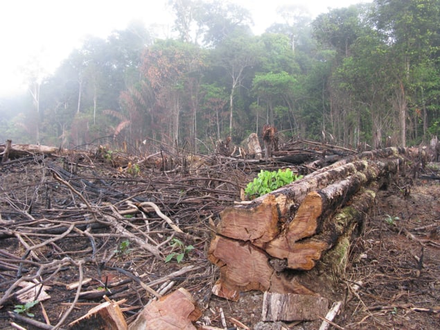 Rainforest destruction