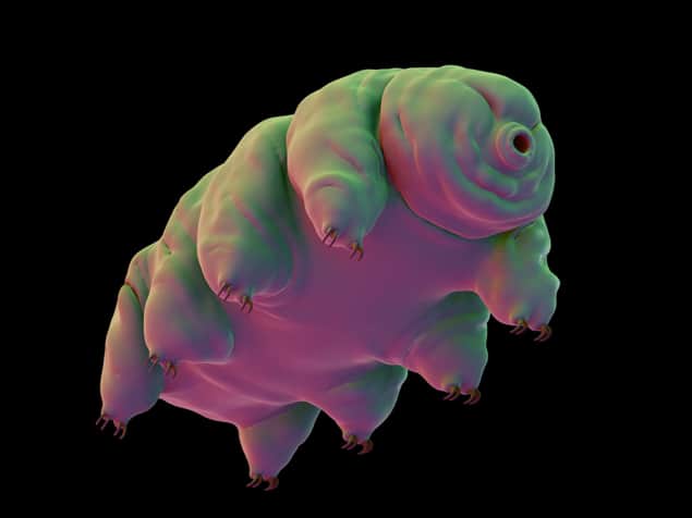 https://physicsworld.com/wp-content/uploads/2019/08/tardigrade-water-bear-490477430-iStock_Eraxion-635x476.jpg