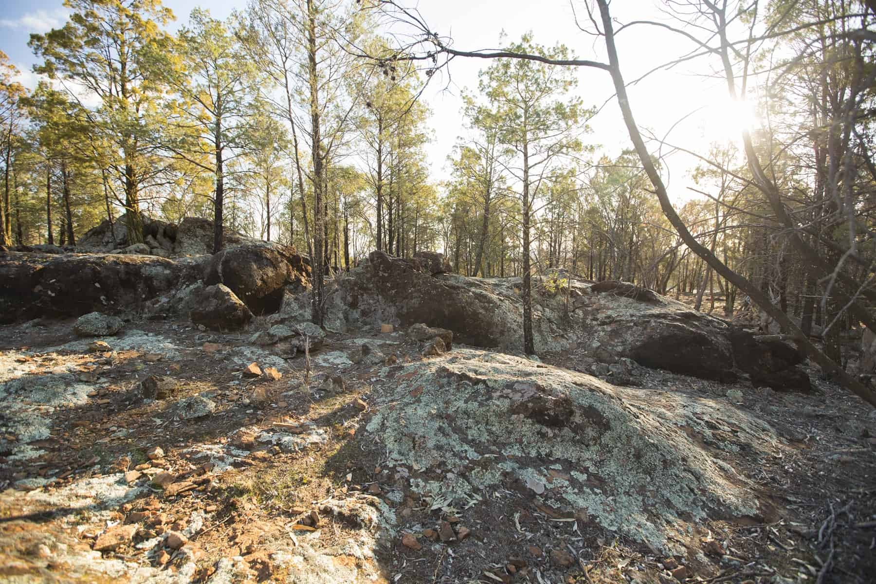 Photo of a wooded area near the site of the proposed hafnium mine