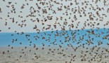 Flock of birds