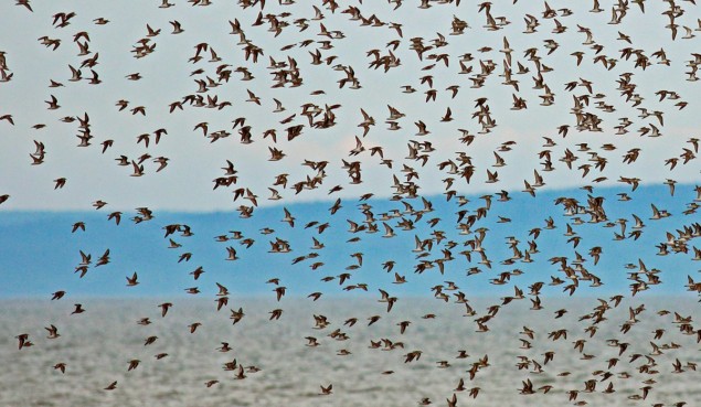 Flock of birds Flock of birds