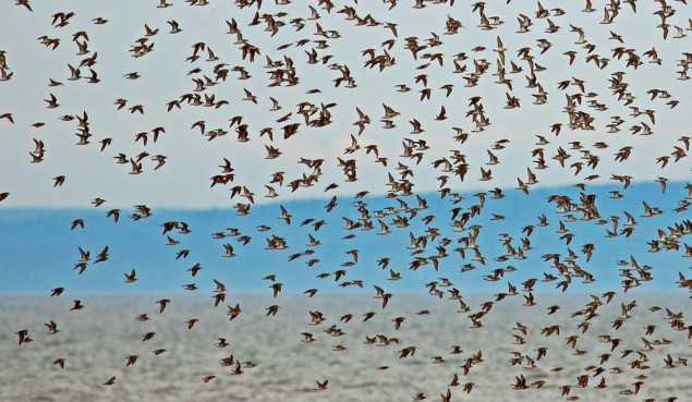 Flock of birds