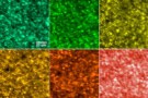 Cone photoreceptors