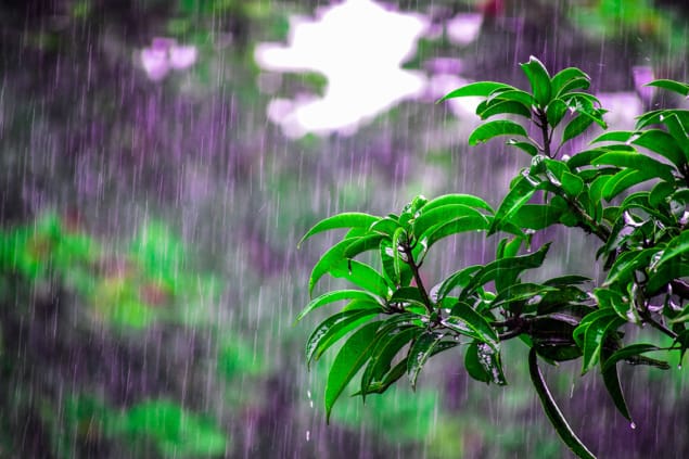 Rain on foliage