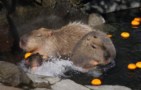 An adult capybara and several young capybara in a pool of water at a zoo with oranges floating in the water.
