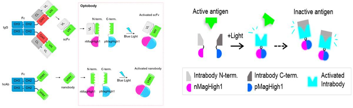 https://physicsworld.com/wp-content/uploads/2019/12/optobody-figure.jpg