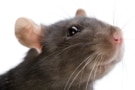 A photo of a rat, showing its whiskers of varying lengths