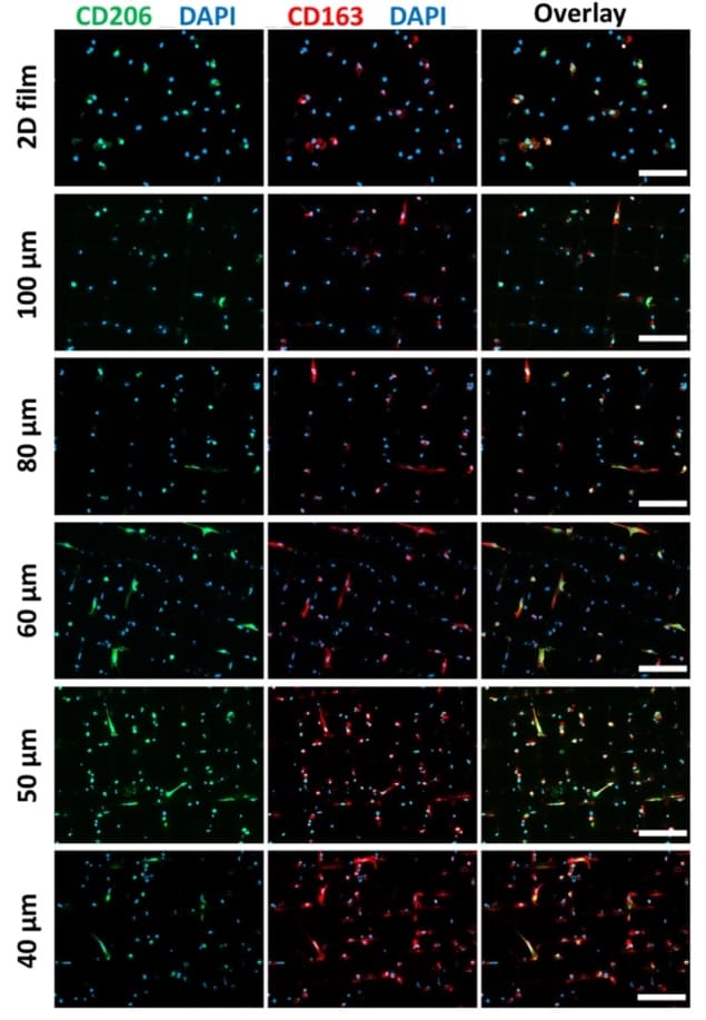 Immunofluorescent staining