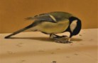 Foraging bird