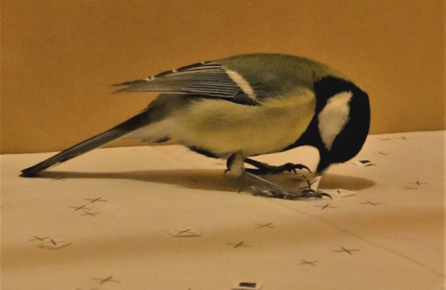 Foraging bird