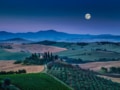 Tuscany vineyard