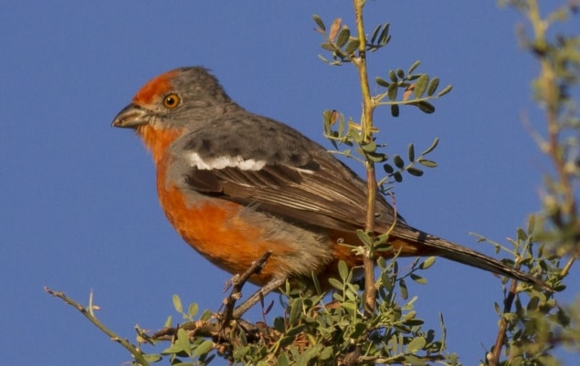 A white-tipped plantcutter A white-tipped plantcutter