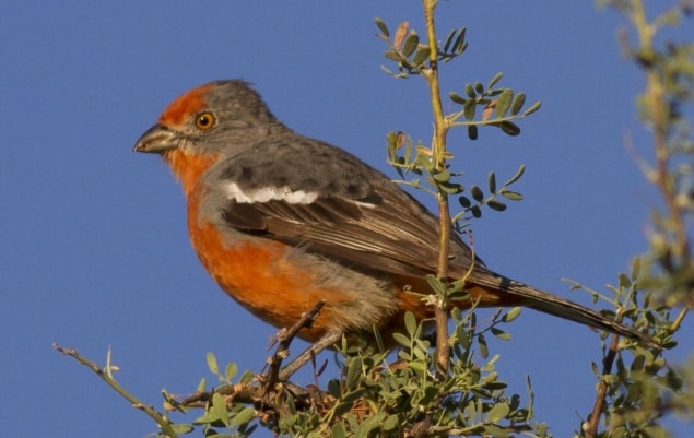 A white-tipped plantcutter