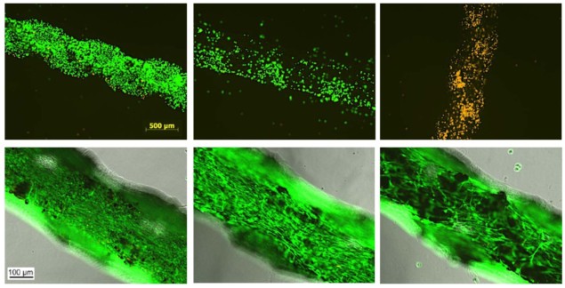 Cell-dependent response