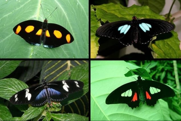 Butterflies with ultra-black wings