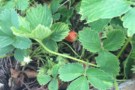 Strawberry plant