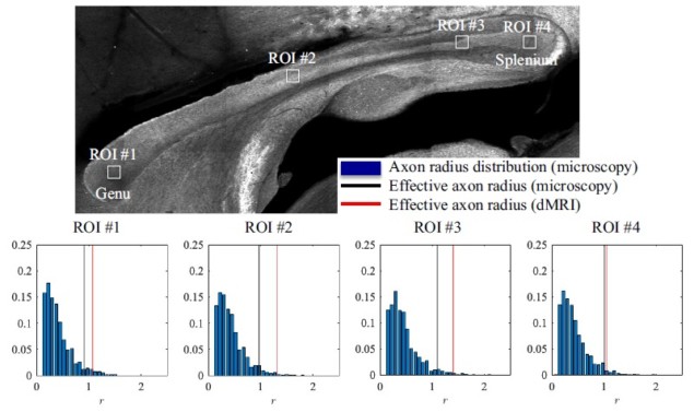 Histological validation
