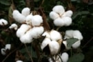 cotton-4220654_640