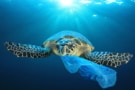 Sea turtle and plastic bag