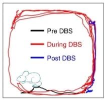 Locomotor activity