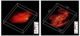 Harmonic optical tomography