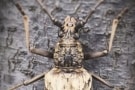 Longhorn beetle