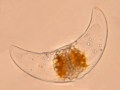 A dinoflagellate