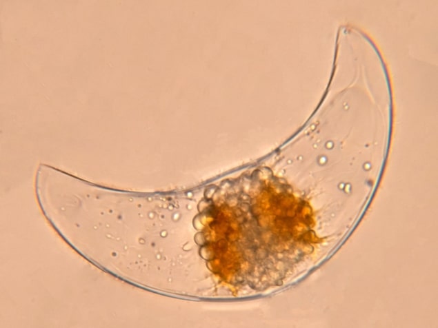 A dinoflagellate