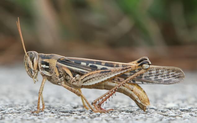 American bird grasshopper