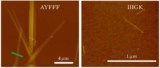 AFM images of peptides