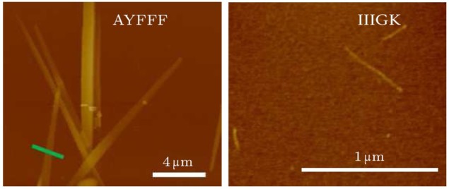 AFM images of peptides