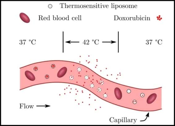 Fractionated heating could improve cancer therapy with thermosensitive ...