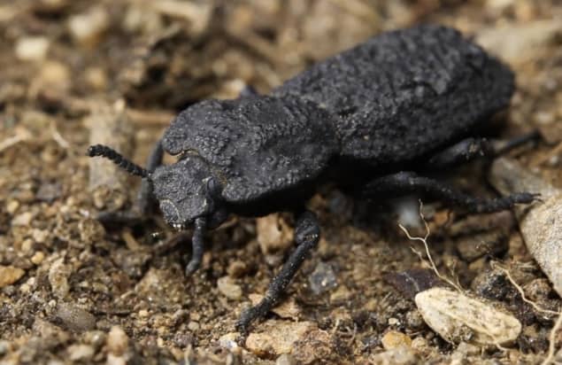 Diabolical ironclad beetle
