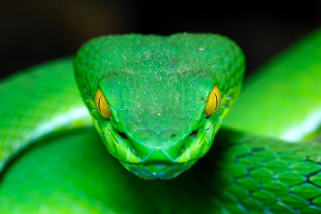 pitviper snake