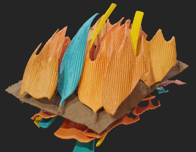 Moth scales Moth scales