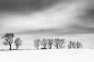 Snowy scene with bare-branched trees