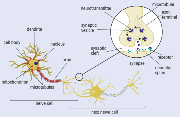 Do quantum effects play a role in consciousness? – Physics World