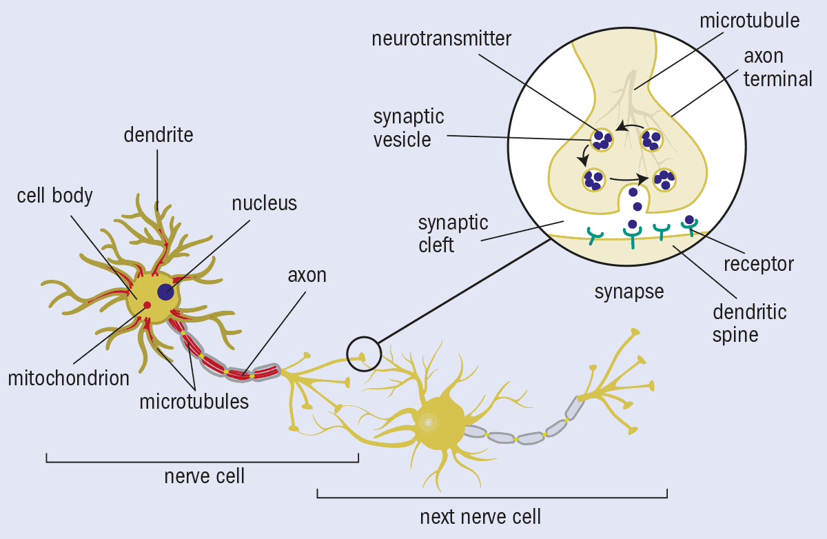 Physics - Quantum Field Theory Boosts Brain Model