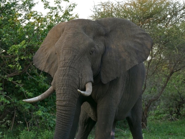 African elephant