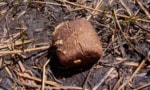 Wombat poo