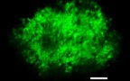 Mapowanie fluorescencji