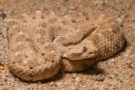 A photo of a sidewinder rattlesnake