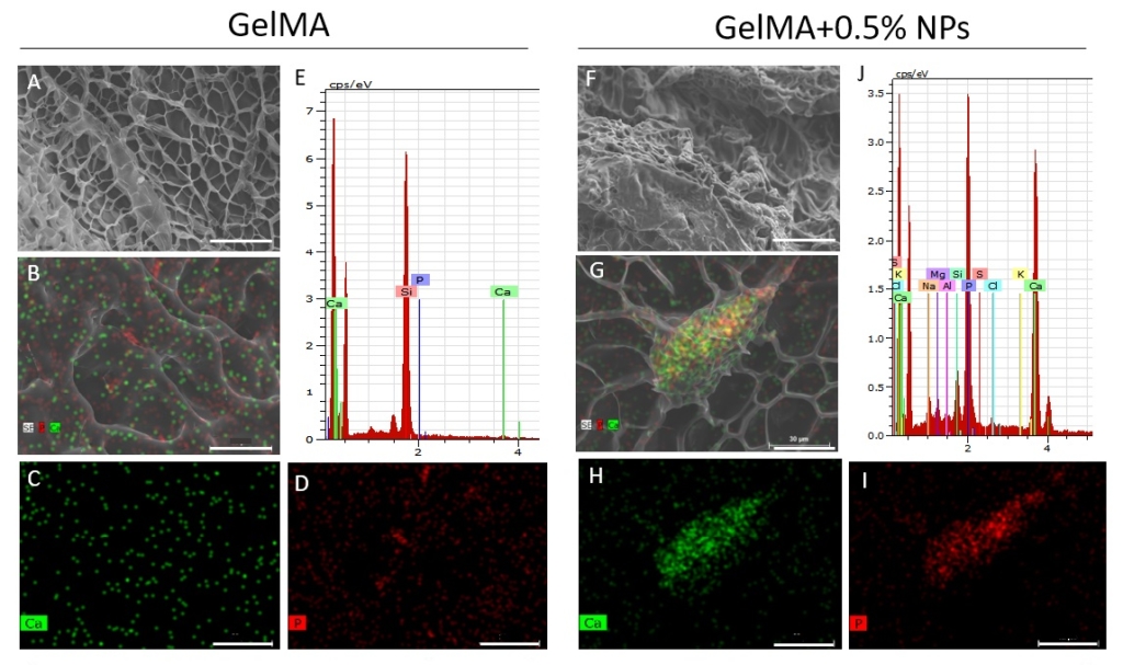 Living bioink could enhance bone repair and regeneration – Physics World