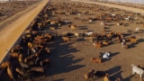 Aerial view of a large cattle feedlot