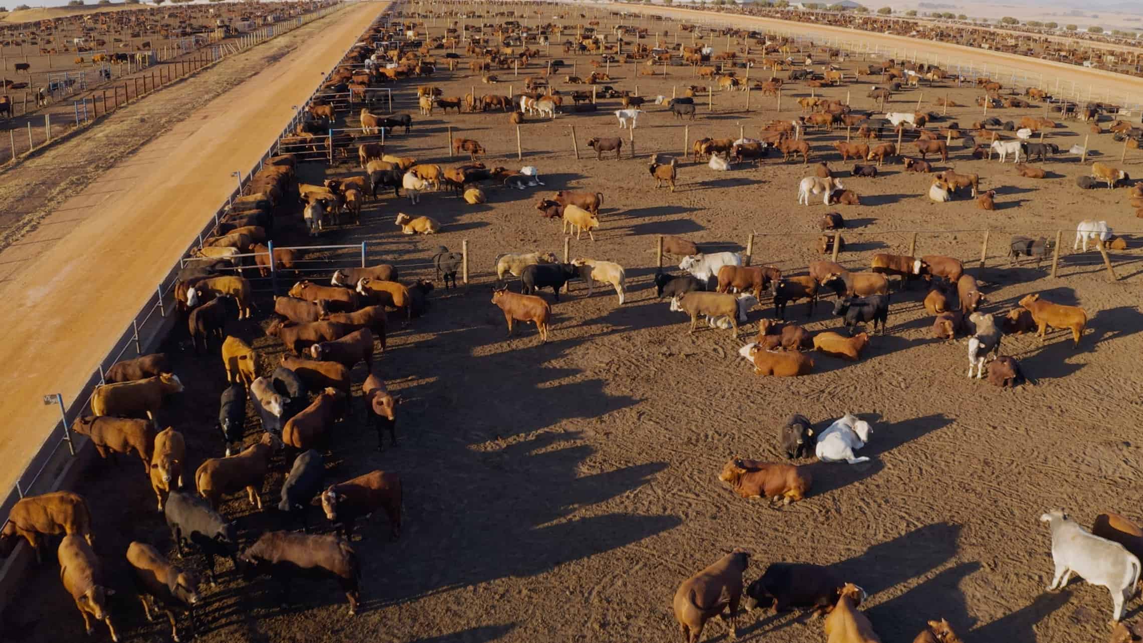 Scientists refuse to be cowed by the livestock methane problem ...