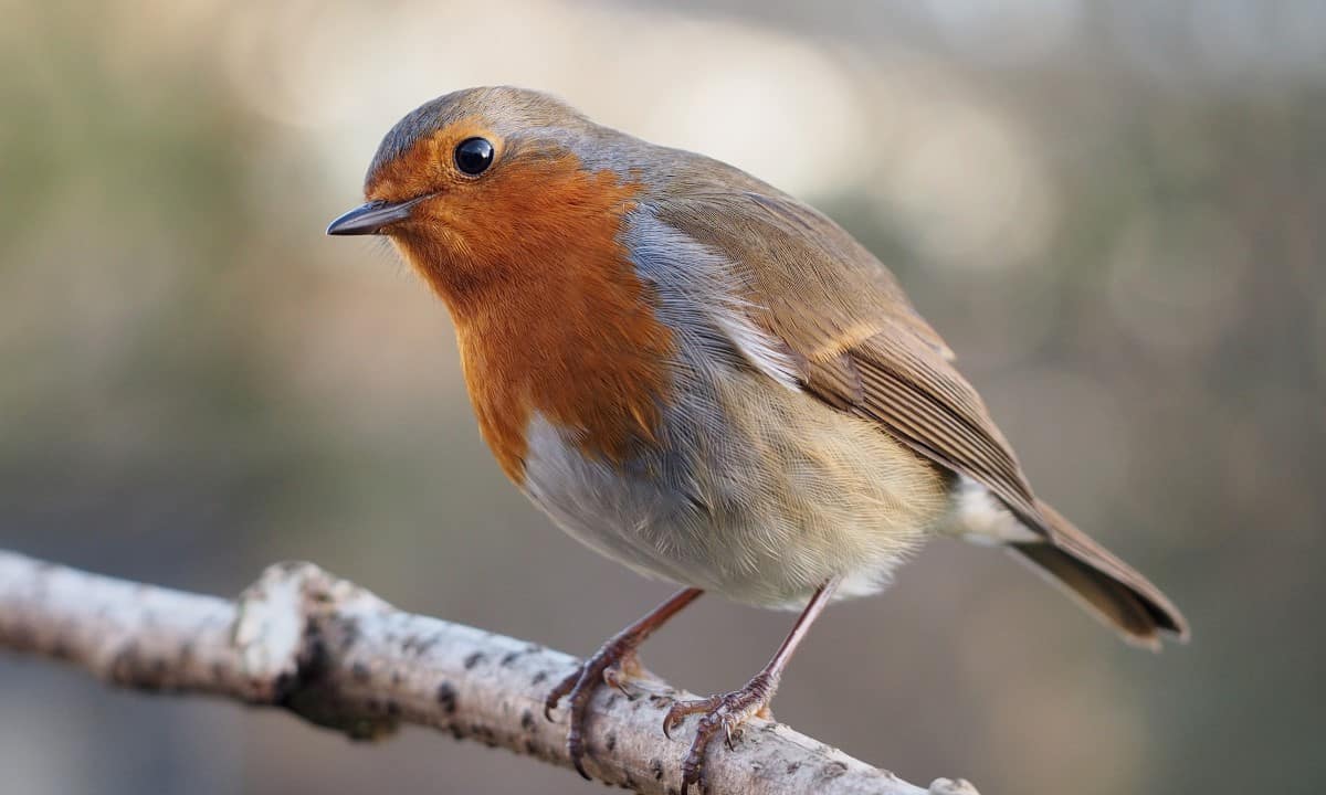 Image: Quantum birds inspire new metrology for biosciences, particle physicist searches for the very small