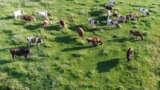 otlayan inekler