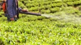 insecticide spraying a tea field